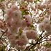 20070401_shinjukugyoen_007